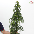 Araucaria - (Per Stem)-China-prflorist.com.my