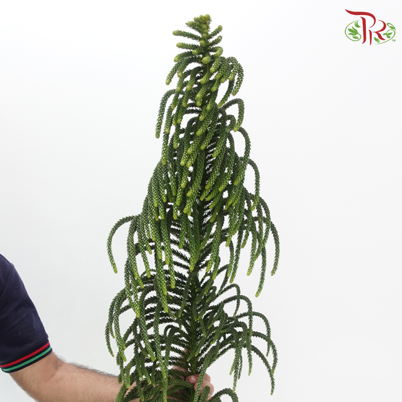 Araucaria - (Per Stem)-China-prflorist.com.my