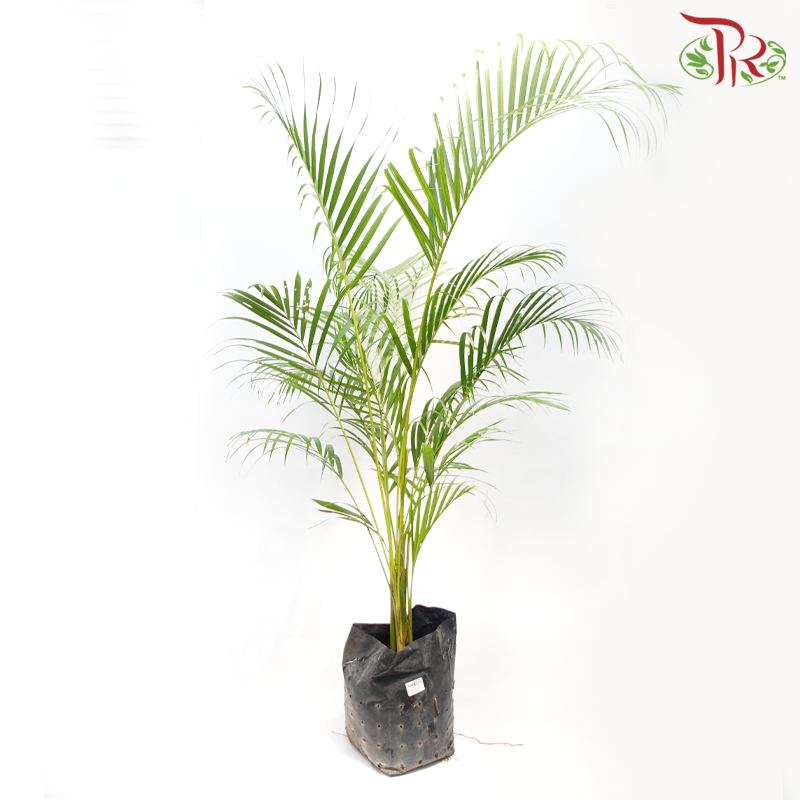 Areca Yellow Palm (14x14)《黄椰子》-Pudu Ria Florist-prflorist.com.my