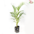 Areca Yellow Palm (14x14)《黄椰子》-Pudu Ria Florist-prflorist.com.my