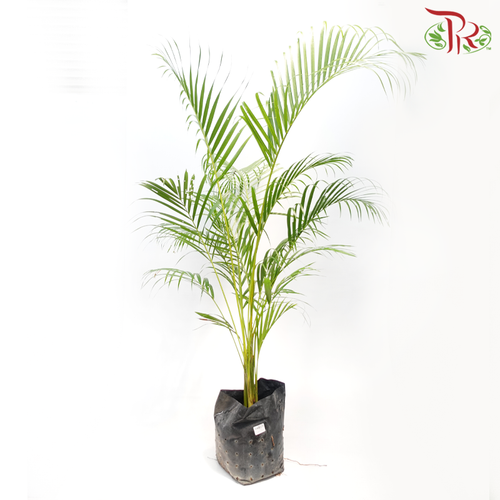 Areca Yellow Palm (14x14)《黄椰子》-Pudu Ria Florist-prflorist.com.my