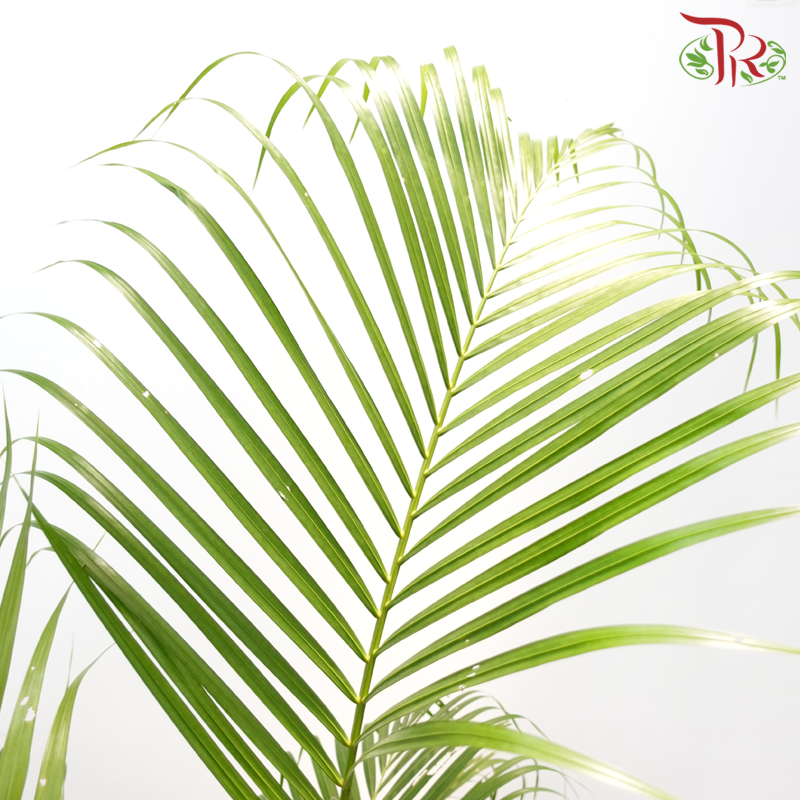 Areca Yellow Palm (14x14)《黄椰子》-Pudu Ria Florist-prflorist.com.my