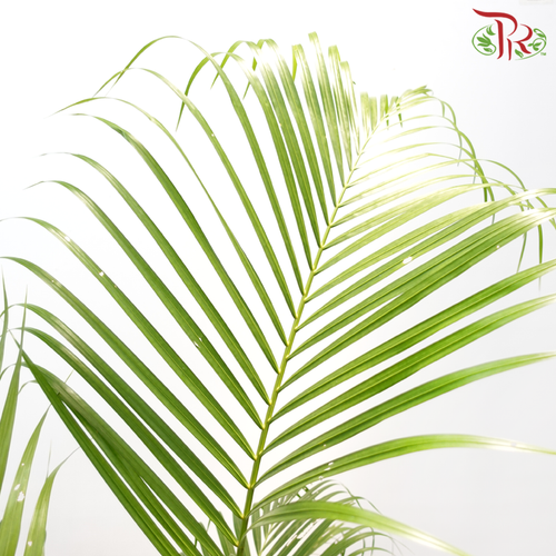 Areca Yellow Palm (14x14)《黄椰子》-Pudu Ria Florist-prflorist.com.my