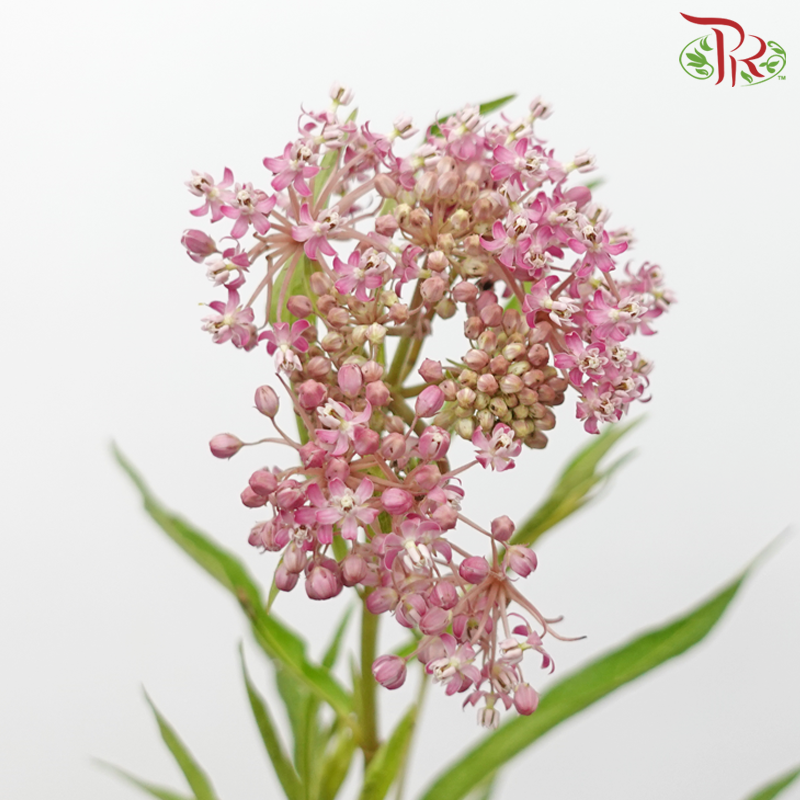 Ascelepias - Pink (5 Stems)-Pink-Netherland-prflorist.com.my