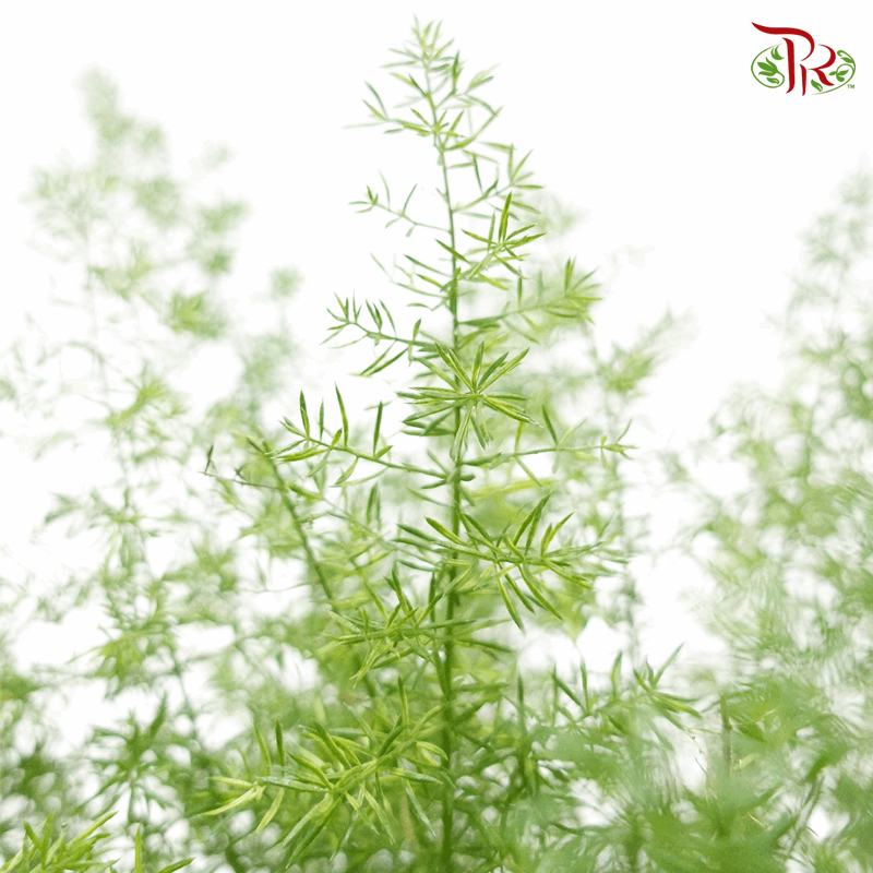 Asparagus Densiflorus Myers 《狐尾天门冬》-Pudu Ria Florist-prflorist.com.my
