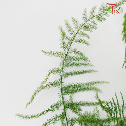 Asparagus Fern - (Per Bunch)-Green-China-prflorist.com.my