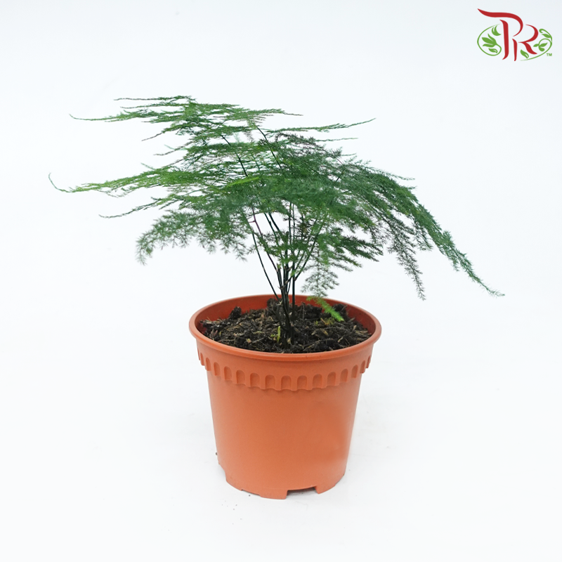 Asparagus Fern《文竹》