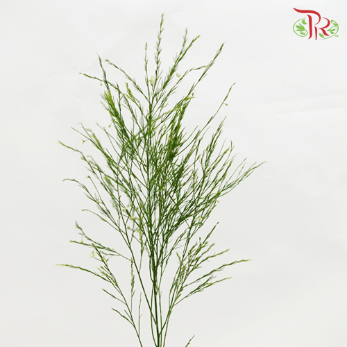 Asparagus Treefern (Cocktail Leaf) - Per Bunch-Netherland-prflorist.com.my