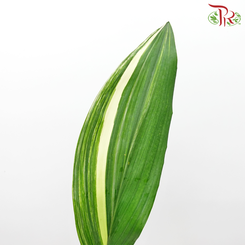 Aspidistra Leaf - Tone (10 Stems)-Netherland-prflorist.com.my