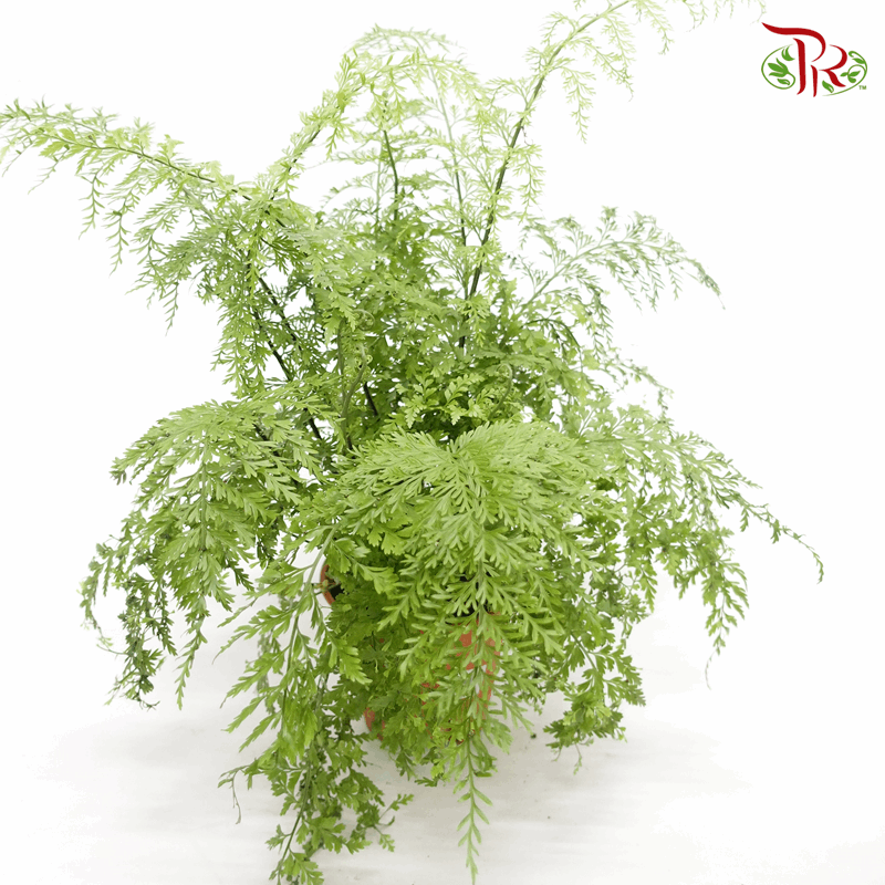 Asplenium Bulbiferum 《大铁角蕨》-Pudu Ria Florist-prflorist.com.my