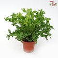 Asplenium Curly/ Crissie Amy《鸟巢蕨》