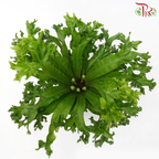 Asplenium Curly/ Crissie Amy《鸟巢蕨》