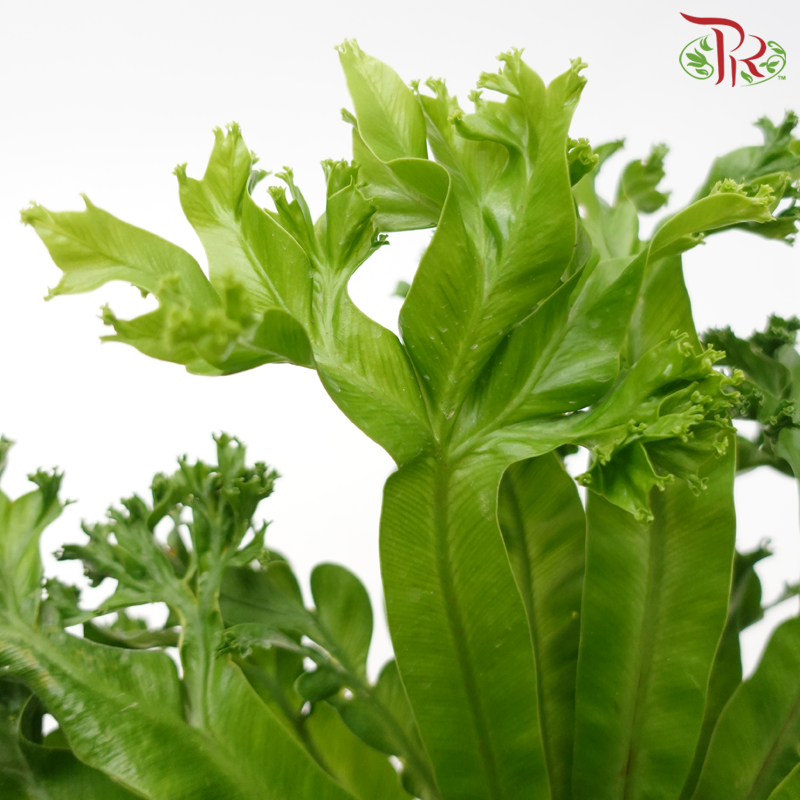 Asplenium Curly《鸟巢蕨》