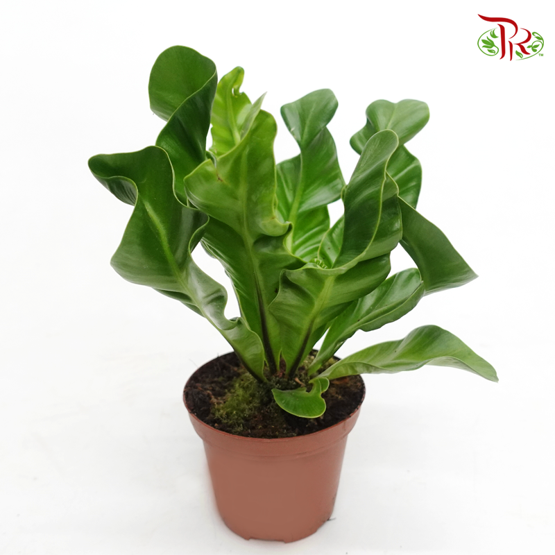 Asplenium Manila《鸟巢蕨》