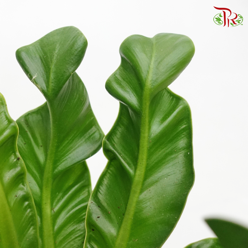 Asplenium Manila《鸟巢蕨》