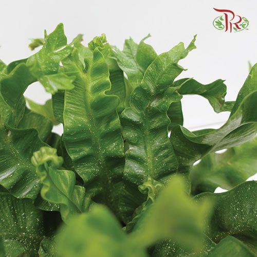 Asplenium Nidus《鳥巢蕨》