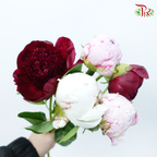 Assorted Peony - ( 5 Stems ) ***Fragile (Small /Medium Size)-China-prflorist.com.my