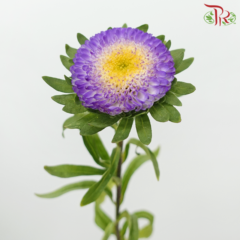 Aster - Bonita Top Blue (10 Stems)-Top Blue-Vietnam-prflorist.com.my