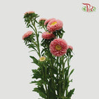 Aster - Champagne (Per Bunch)-Champagne-China-prflorist.com.my
