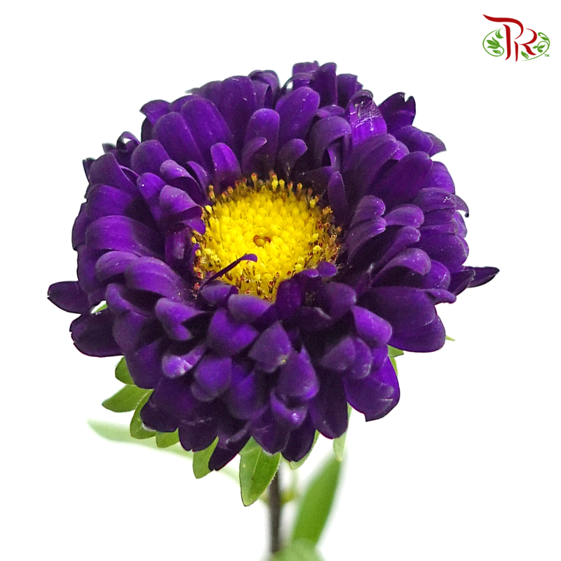 Aster - Dark Purple (Per Bunch)-Malaysia-prflorist.com.my