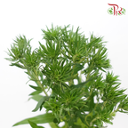 Aster - Green (2 Stems)-Green-Japan-prflorist.com.my
