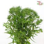 Aster - Green (2 Stems)-Green-Japan-prflorist.com.my
