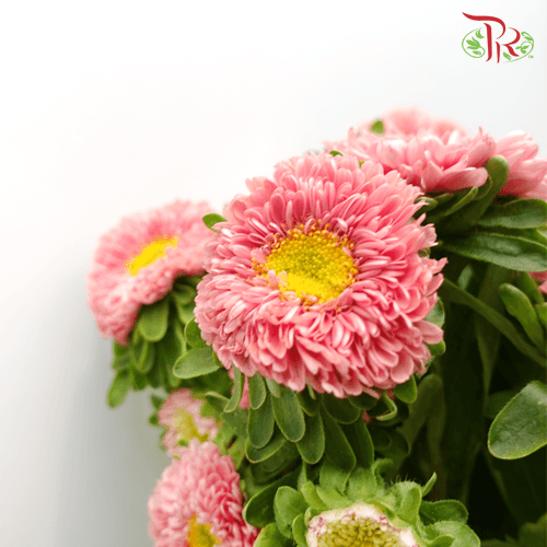 Aster - Pink (Per Bunch)-Pink-China-prflorist.com.my
