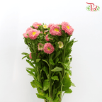 Aster - Pink (Per Bunch)-Pink-China-prflorist.com.my