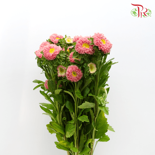 Aster - Pink (Per Bunch)-Pink-China-prflorist.com.my