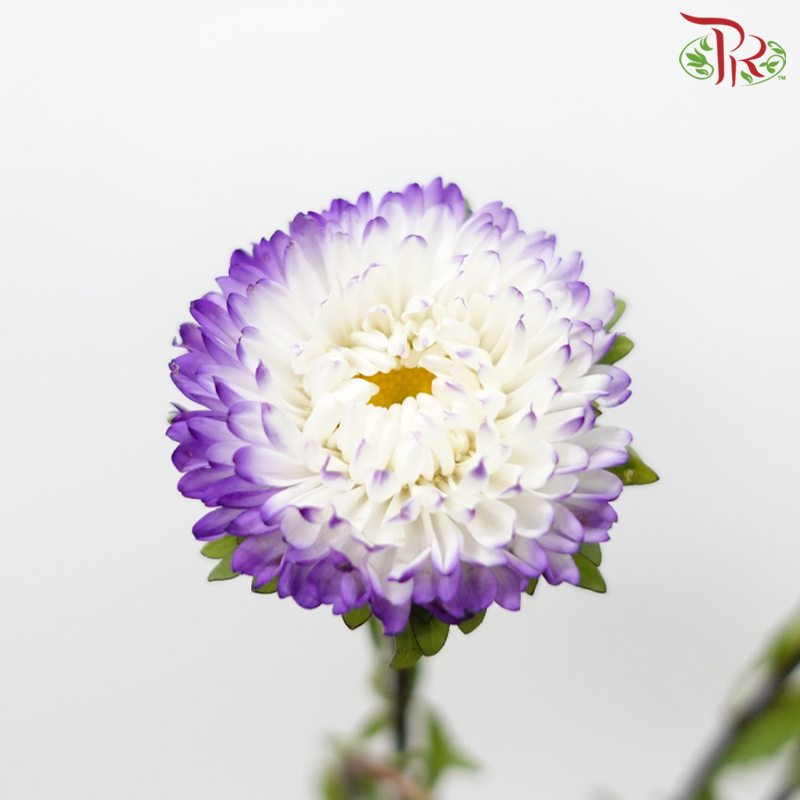 Aster - Purple White (2 Stems)-Purple White-Japan-prflorist.com.my