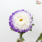 Aster - Purple White (2 Stems)-Purple White-Japan-prflorist.com.my