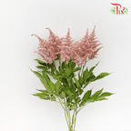 Astilbe - Brown (5 Stems)-Brown-Japan-prflorist.com.my