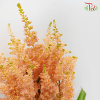 Astilbe - Caramel (5 Stems)-Japan-prflorist.com.my