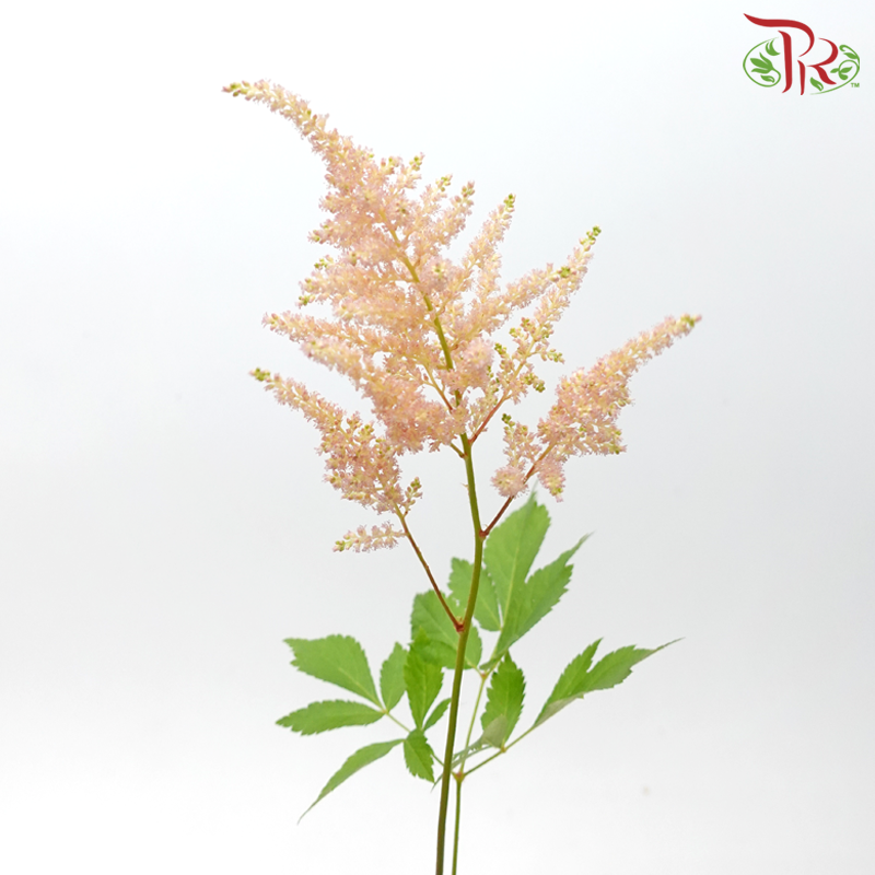 Astilbe - Champagne (5 Stems)-Champagne-Japan-prflorist.com.my
