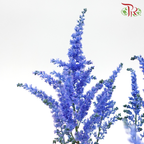 Astilbe - Dark Blue (5 Stems)-Blue-Japan-prflorist.com.my