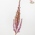 Astilbe - Dusty Lilac (5 Stems)-Lilac-Japan-prflorist.com.my