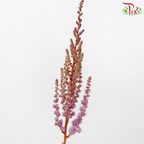 Astilbe - Dusty Lilac (5 Stems)-Lilac-Japan-prflorist.com.my