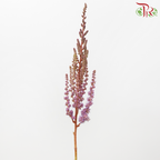 Astilbe - Dusty Lilac (5 Stems)-Lilac-Japan-prflorist.com.my