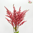Astilbe - Dusty Red (5 Stems)-Japan-prflorist.com.my