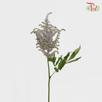 Astilbe - Gray (5 Stems)-Gray-Japan-prflorist.com.my