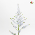 Astilbe - Light Blue (5 Stems)-Light Blue-Japan-prflorist.com.my