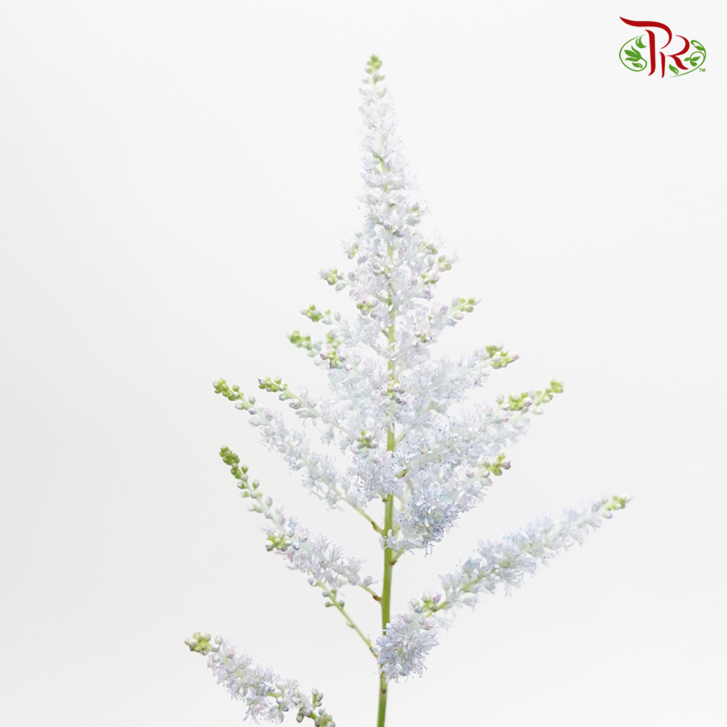 Astilbe - Light Blue (5 Stems)-Light Blue-Japan-prflorist.com.my