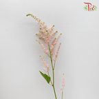 Astilbe《落新妇》