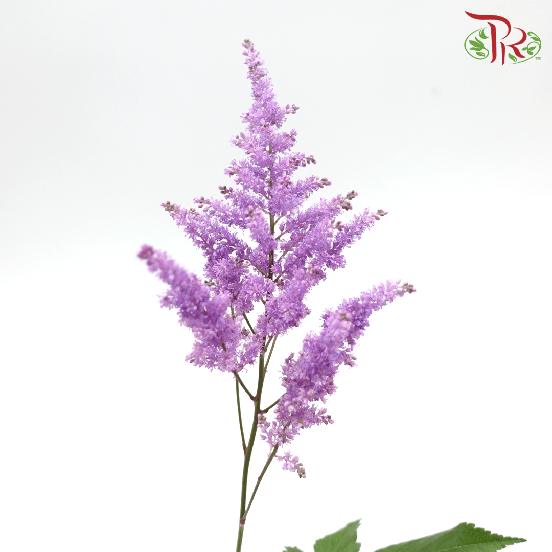 Astilbe - Pastel Purple (5 Stems)-Purple-Japan-prflorist.com.my