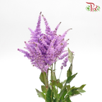 Astilbe - Pastel Purple (5 Stems)-Purple-Japan-prflorist.com.my