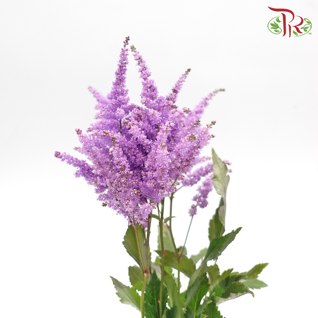 Astilbe - Pastel Purple (5 Stems)-Purple-Japan-prflorist.com.my