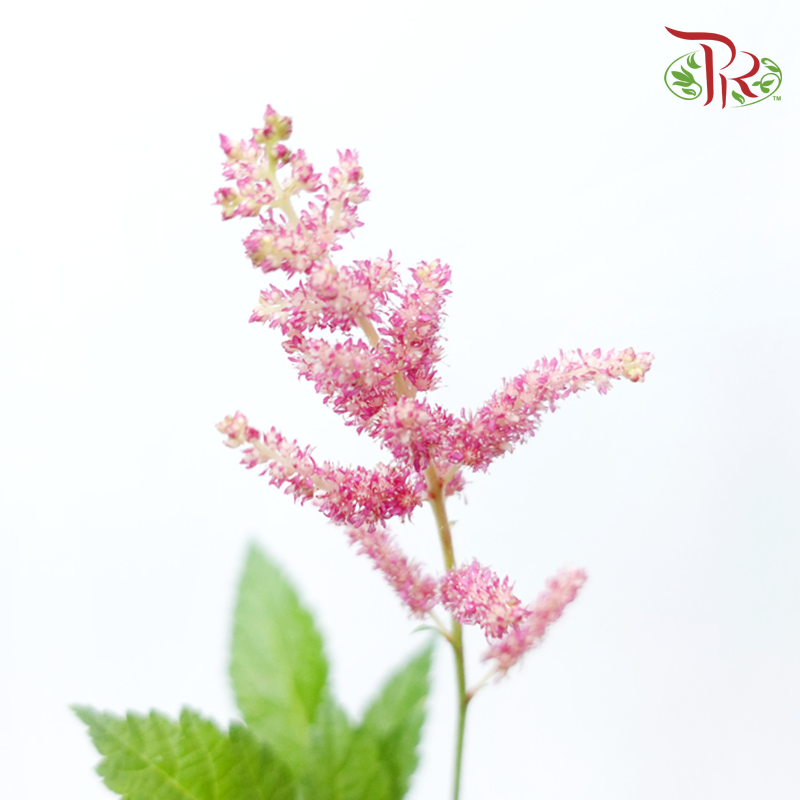 Astilbe - Pink (Per Bunch)-Pink-China-prflorist.com.my