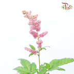 Astilbe - Pink (Per Bunch)-Pink-China-prflorist.com.my
