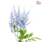 Astilbe - Teal Blue (5 Stems)-Blue-Japan-prflorist.com.my