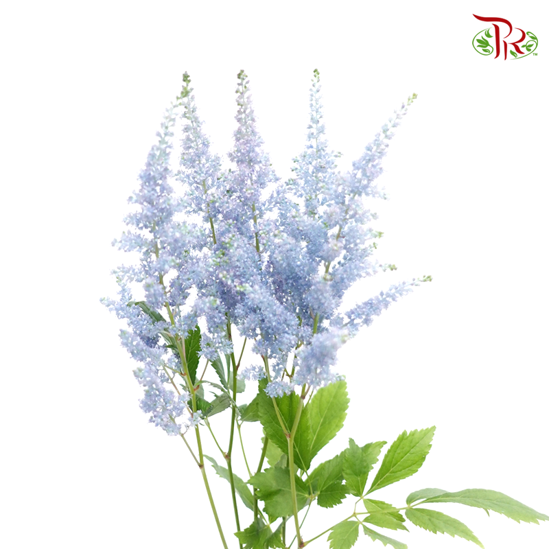 Astilbe - Teal Blue (5 Stems)-Blue-Japan-prflorist.com.my
